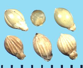  Dichanthelium leibergii.  Units are seen as a papery spikelet or a shiny floret. One of the papery spikelet covers is a sterile lemma, which is subtended by a small glume.
