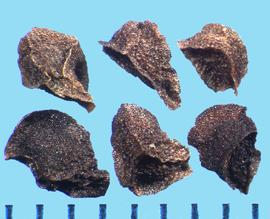  Penstemon grandiflorus.  True seeds with some wavy shapes on the flat surfaces.