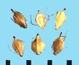  Scirpus atrovirens.  Achenes that have one totally flat side and a side with two flat surfaces separated by a ridge.