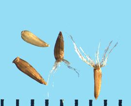  Solidago riddellii.  Achenes with a basal end that has an elongated attachment. 
