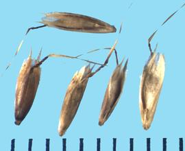  Danthonia intermedia.  Florets with a lemma that is split on the apical end, forming two lateral pointed awns.