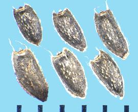  Acmella oleracea.  Seeds with white spines on margins. 