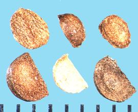  Actaea racemosa.  D-shaped seeds. 