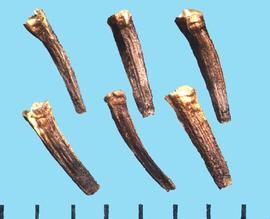  Ammobium alatum.  Oblanceolate achene. 