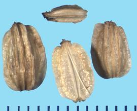  Angelica archangelica.  Marginal ribs are moderately winged. 