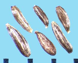 Artemisia vulgaris.  Achenes with a small hilum extending beyond the base. 