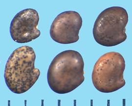  Astragalus mongholicus.  Mitten-shaped true seed with some surface flaking.