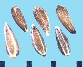  Chamaemelum nobile.  Longitudinal ribs are light colored. 