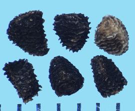  Consolida orientalis.  Seeds with closely spaced, continuous rows of papery ribs. 