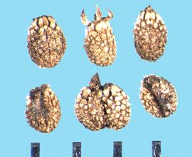  Eryngium foetidum.  Mericarps with tubercles that are white at the apex and brown at the base.