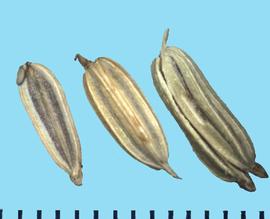  Foeniculum vulgare.  Mericarps with a dark color between ribs and on the flat surface.