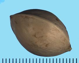  Ginkgo biloba.  Smooth dark brown seeds that may have a triangular cross-section. 