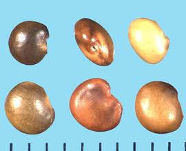  Glycyrrhiza glabra.  Seed color varies from yellow to dark brown.