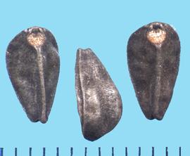  Ipomoea tricolor.  Seeds with a dorsal view that shows two flat sides separated by the rib.