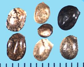  Lupinus polyphyllus.  Black and brown mottled seeds. 