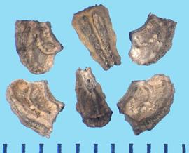  Melampodium leucanthum.  Achenes with large longitudinal ribs with roughness in between them. 