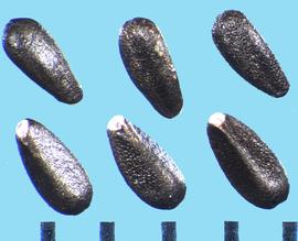  Melissa officinalis.  Nutlets with a white basal end and a transversely rounded side. 