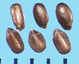  Monarda ×medioides.  Nutlets with two large scars at the base that are dark colored and are separated by a small oval attachment structure. 