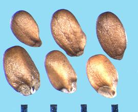  Monarda didyma.  Nutlets with a large scar and are indented at the rib on the ventral side.