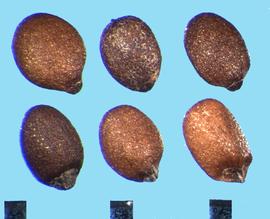  Origanum vulgare.  Nutlets with uniformly rounded dorsal and ventral sides.