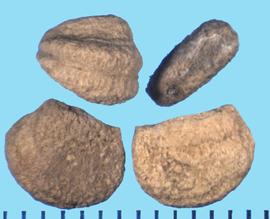 Panax quinquefolius.  True seeds with a straight margin that have a central groove. 