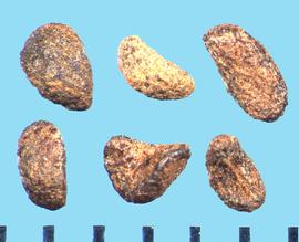  Penstemon barbatus . True seeds with very rough stipples and have various shades of brown. 