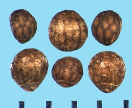  Perilla frutescens.  Nutlets with brown and black reticulations. 