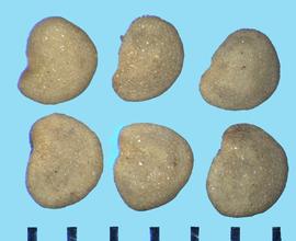  Physalis alkekengi.  True seeds with stipples that tend to be in rows parallel to the circular margin.