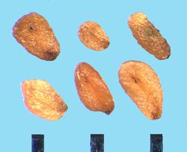  Veronica spicata.  True seeds with the hilum on the basal end connecting with a longitudinal groove on the ventral side of the seed. 