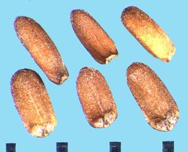  Pycnanthemum pilosum.  Nutlets with a large V-shaped attachment area at the base. 