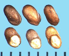  Rosmarinus officinalis.  Nutlets with a Large, circular, and white nutlet attachment at the base. 