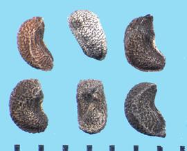  Ruta graveolens.  True seeds with the hilum centered in a concave margin. 