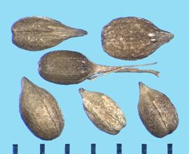  Sixalix atropurpurea.  Achenes with a papery surface often flake off, and the pistil may stay attached.