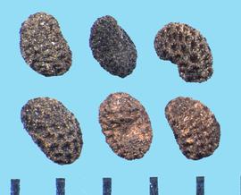  Schizanthus pinnatus.  True seeds with an inconspicuous hilum on the ventral side.