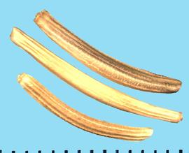  Scorzonera hispanica.  Achenes with dominant longitudinal ribs.