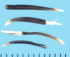  Tagetes erecta.  Achenes with two white distal ends.