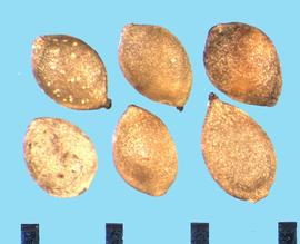  Urtica dioic.  Achenes that are often enclosed in sepals. 