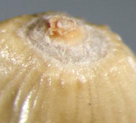  Rhaponticum repens.  Achenes with the margin continually curved at both ends of the achene, with no angular shoulder at the stylar end.Photo by Julia Scher, USDA-APHIS-PPQ.