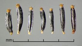  Ageratina adenophora.  Linear achenes. Photo by Julia Scher, USDA-APHIS-PPQ.