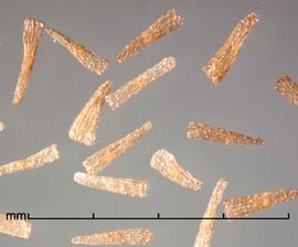  Alectra fluminensis.  Conical achenes. Photo by Julia Scher, USDA-APHIS-PPQ.