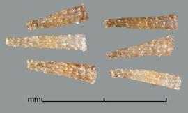  Alectra sessiliflora.  Conical achenes. Photo by Julia Scher, USDA-APHIS-PPQ.