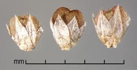  Alternanthera sessilis.  Granular-coated fruits surrounded by six-pointed glumes. Photo by Julia Scher, USDA-APHIS-PPQ.