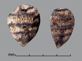  Asphodelus fistulosus.  Dorsal view of seeds. Photo by Julia Scher, USDA-APHIS-PPQ.