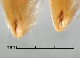  Avena barbata.  Callus from complete abscission. Photo by Julia Scher, USDA-APHIS-PPQ.