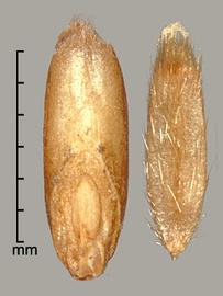  Avena sterilis.  Long Lanceolate caryopsis. Photo by Julia Scher, USDA-APHIS-PPQ.