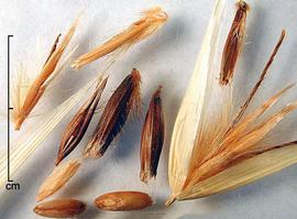  Avena sterilis.  Photo by Julia Scher, USDA-APHIS-PPQ.