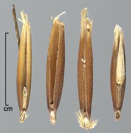  Avena sterilis.  Photo by Julia Scher, USDA-APHIS-PPQ.