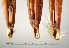  Avena sterilis.  Photo by Julia Scher, USDA-APHIS-PPQ.