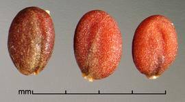  Cardaria draba . Seeds. Photo by Julia Scher, USDA-APHIS-PPQ.