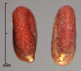  Cardaria draba . Seeds. Photo by Julia Scher, USDA-APHIS-PPQ.